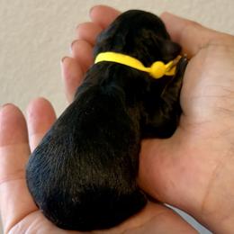 Girl 1 - Black and tan female Cavapoo puppy in Nampa,, Idaho from Clig Doodle Days
