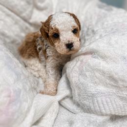 Piglet - Red male Cavapoo puppy in Liberty Hill, Texas from Cuddlebug Cavapoos of Austin