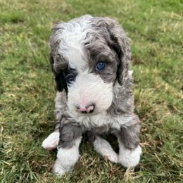 Koda - male Australian Mountain Doodle puppy in Sherrills Ford, North Carolina from Magnolia Grove Farms