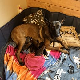 Belgian Malinois puppies from Creek Corners