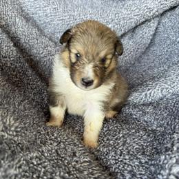 Sable Girl - Sable and white female Shetland Sheepdog puppy in Shirley, Arkansas from Lucky Pups