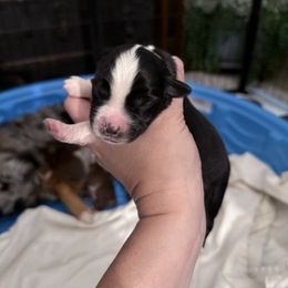 Boy 2 - Black tri male Miniature Australian Shepherd puppy in Romney, West Virginia from South Branch Mini Aussies