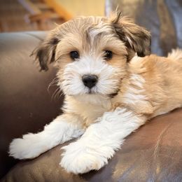 Frosty - White male Havanese puppy in Lancaster, South Carolina from 3 Bs Havanese-PUPPIES with  PURPOSE