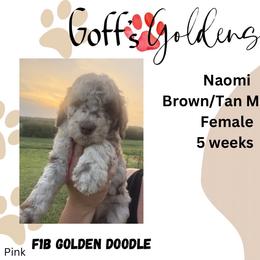 Naomi - Merle female Goldendoodle puppy in Falls City, Nebraska from Goff’s Goldens