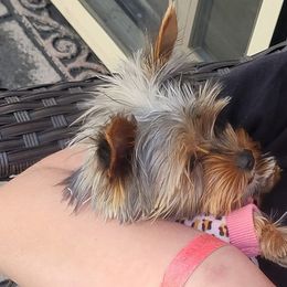 Yorkshire Terriers from Sgorri's Yorkies
