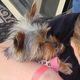 Yorkshire Terriers from Sgorri's Yorkies