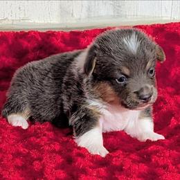 Smurfette - Gray and white female American Corgi puppy in Lufkin, Texas from Texas Lil Cowdogs