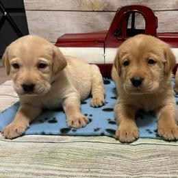 Labrador Retrievers from TMH Labradors