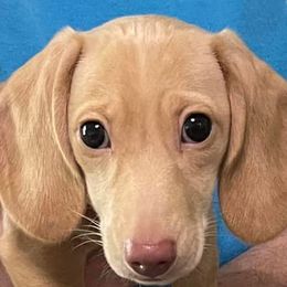 Dachshunds from Maguren Puppies