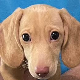 Dachshunds from Maguren Puppies