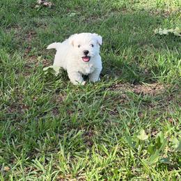Oliver - White male West Highland White Terrier puppy in Scurry, Texas from Davis Westies