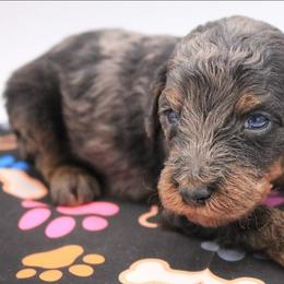 Green - Merle male Labradoodle puppy in Lexington Park, Maryland from SUNNY SIDE DOODLES