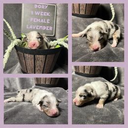 Australian Shepherd Puppies from Kayla's Aussies