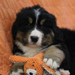 Magnus - Black rust and white Bernese Mountain Dog puppy in Walnut Creek, Ohio from Emerald Acres Bernese