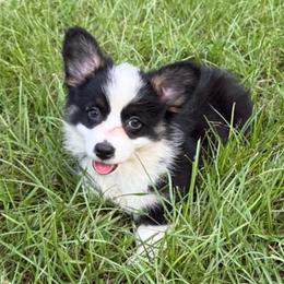Happy - Black and tan female Companion Cross puppy in Mc Alpin, Florida from RussKris Farms Aussies, Corgis & Auggies