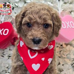 Tan - Apricot male Goldendoodle puppy in Rockledge, Florida from Stormie's Doodles