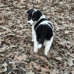 Moo girl - Black and white female Border Collie puppy in Jonesboro, Arkansas from Hampton Border Collies