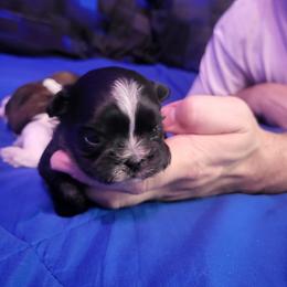 Bear - Liver male Shih Tzu puppy in Willard, Utah from Shih-tzu Queen