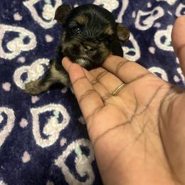 Woody(1500) - Black and tan male Yorkshire Terrier puppy in Gastonia, North Carolina from Precious pups dynasty kennel