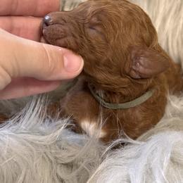 Krew - Red  male Poodle puppy in Osyka, Mississippi from Southern Sunshine Standards