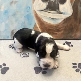 Holestein - Black white and tan male English Springer Spaniel puppy in Braidwood, Illinois from A & R Springers