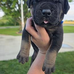Black tan or brindle point navy - Black male Great Dane puppy in Port Clinton, Ohio from LakeSide Danes