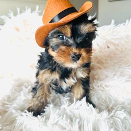 Teeny tiny - Blue and gold male Yorkshire Terrier puppy in Sterling, Colorado from Nikki’s Yorkies