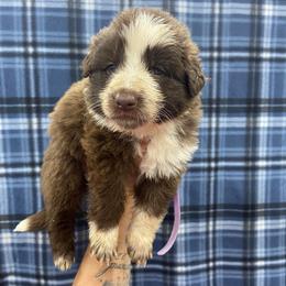 Girl 1 Light Purple collar - Panda female German Shepherd puppy in Pelham, North Carolina from P & P Shepherds