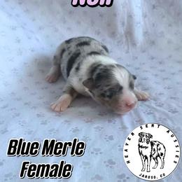 Nell - Blue merle female Miniature Australian Shepherd puppy in Jaroso, Colorado from Heaven Sent Aussies