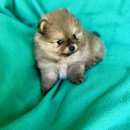 BEAU JAMES FIRE MAIDEN - Orange female Pomeranian puppy in Mobile, Alabama from Cynthia's Poms