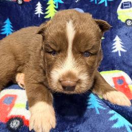 AKC Phoenix - Red and white male Siberian Husky puppy in Centreville, Maryland from Huskies By the Bay