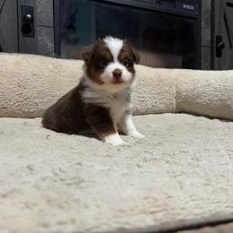 Clyde - Red tri-color male Miniature American Shepherd puppy in Terryville, Connecticut from Spirited Aussies