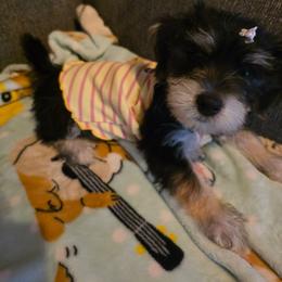 Sweet Nova - White and buff female Bichon Frise puppy in Jacksonville, Florida from Joanelly Marshall