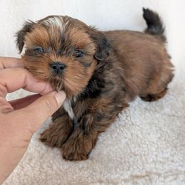 Boy 4 - male Shih Tzu puppy in Waynesboro, Pennsylvania from Big Win Shih Tzus