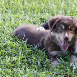 Girl 1 - Miniature Australian Shepherd puppy in Florida from J7 Miniature Australian Shepherds