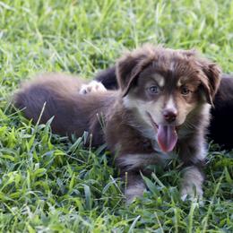 Girl 1 - Miniature Australian Shepherd puppy in Florida from J7 Miniature Australian Shepherds