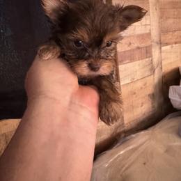 Maltese, Morkie, and Yorkshire Terrier Puppies from North Carolina Maltese, Yorkies & Morkies(previously California Maltese, Yorkies & Morkies)