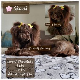 Skadi - Shih Tzu