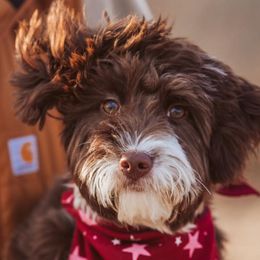 Aussiedoodles from Apple Kreek Kennels