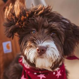 Aussiedoodles from Apple Kreek Kennels