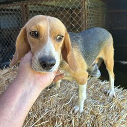 Flo - Beagle