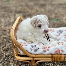 Paul McCartney - Parti male Poodle puppy in Dunn, North Carolina from Sandy Creek Kennels