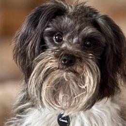 Hondo - Miniature Schnauzer