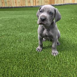 Finn - Blue male Great Dane puppy in Kannapolis, North Carolina from Carolina Great Danes & Toy Poodles