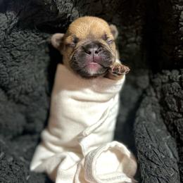 Red - Fawn male French Bulldog puppy in Plainview, Texas from The Kings Ransom French Bulldogs