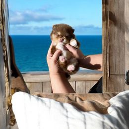 Alvin - Chocolate and tan Pomeranian puppy in Menifee, California from Petite Poms Of CA