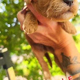 Red Collar - Red female Cockapoo puppy in Paducah, Kentucky from Cockapoos -N- Poodles of Western Kentucky