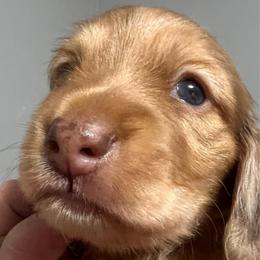 Marble - Dapple male Dachshund puppy in Miami, Florida from Maitime Dachshund