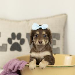 Choc and cream girl 1 purple - Chocolate and cream female Dachshund puppy in Seminary, Mississippi from Down South Mavericks Dachshunds