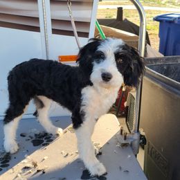 Light Green   DAISY - Tri-color female Bernedoodle puppy in Dugway, Utah from Luv4Bernedoodles